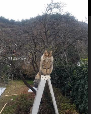 英格拉姆抢七战上帝登台，雷霆击溃独行侠背后的唯一性密码