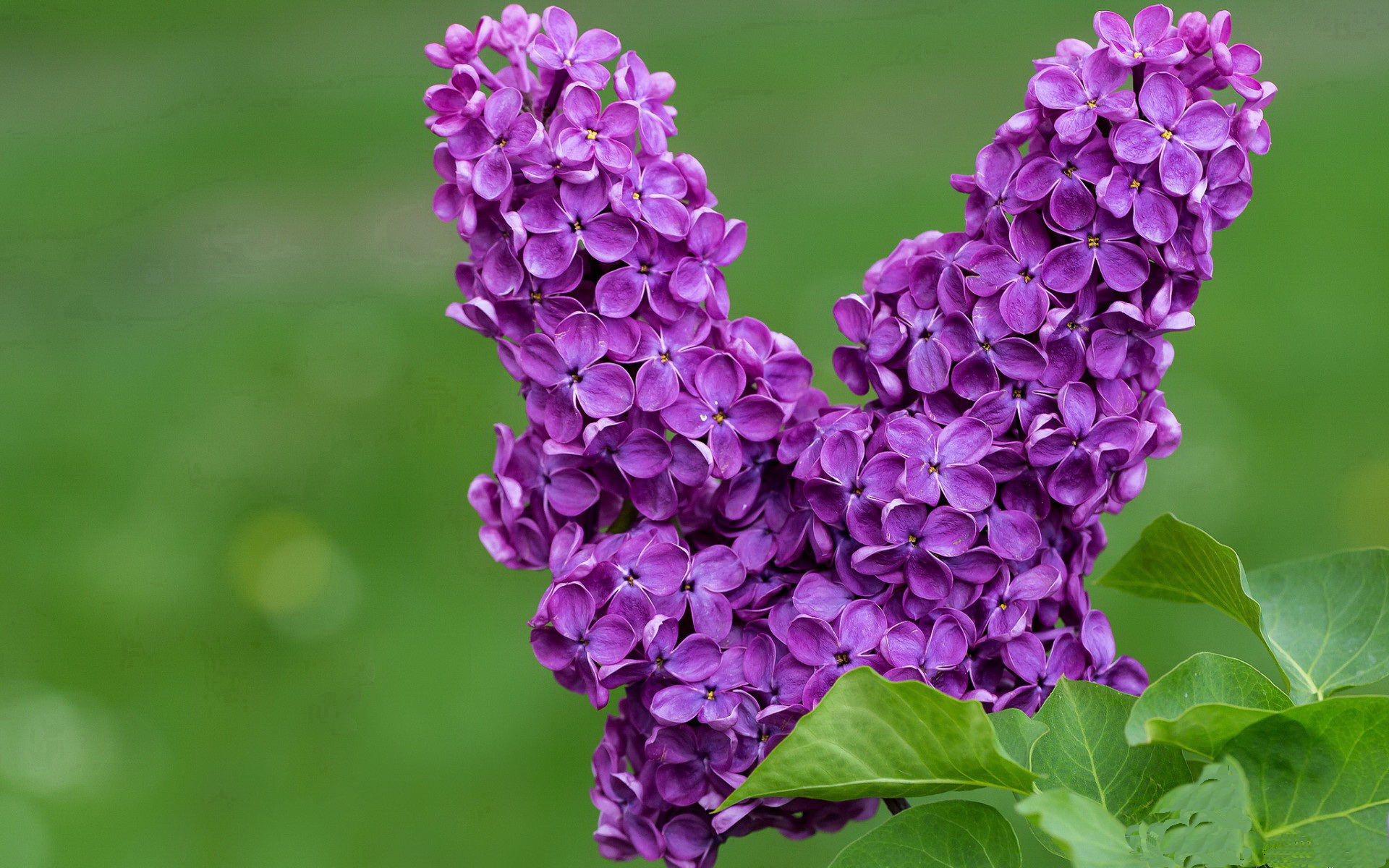 当斗牛士心脏注入太极虎—佩德里如何以一场比赛改写韩式足球基因