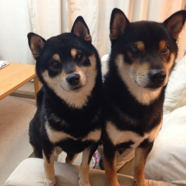 防守艺术,掘金锁死老鹰的战术如何帮助杜兰特赢下F1首战?