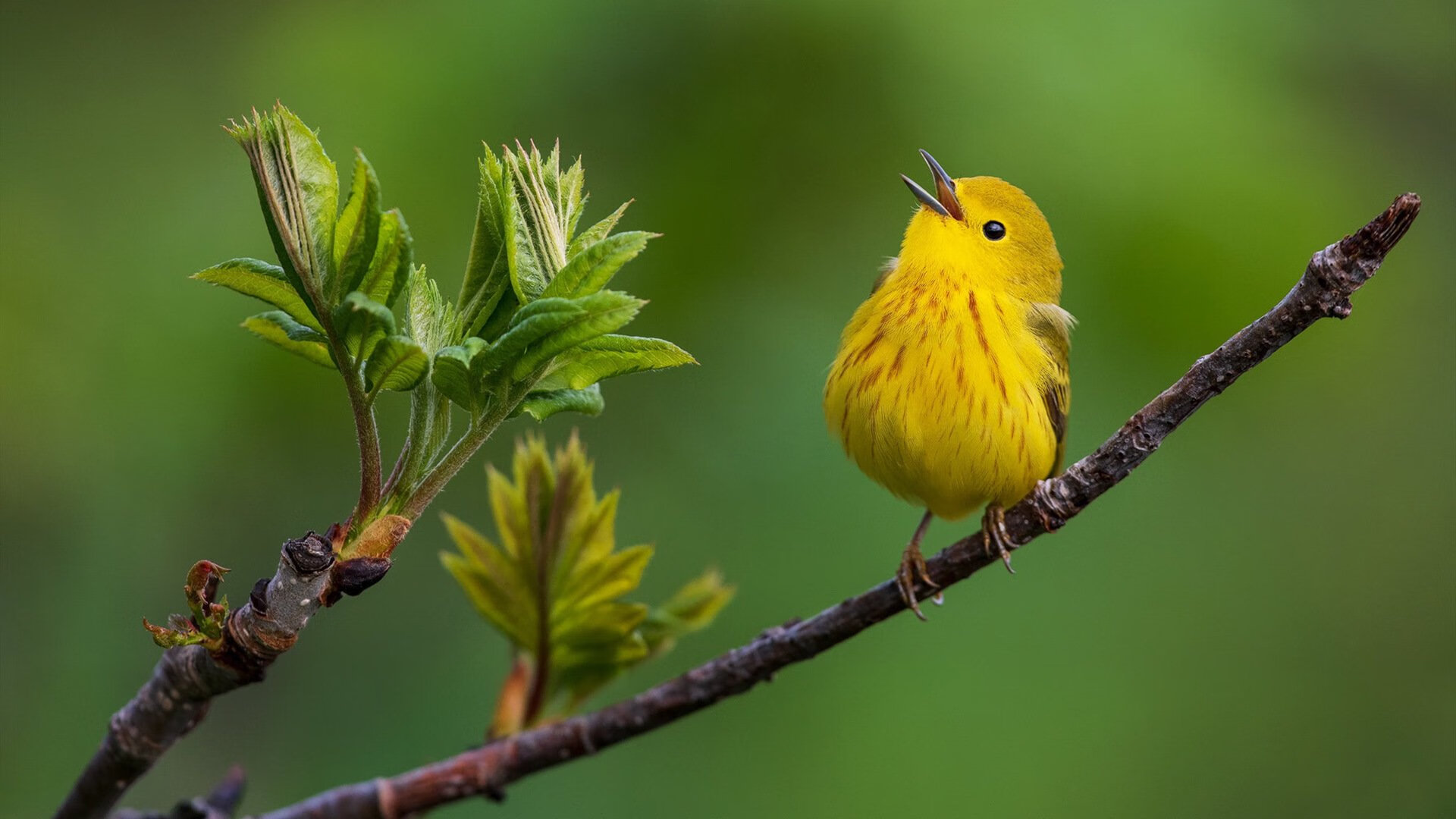 当稳定成为异常，莱万的不掉线定律与曼联的加拿大式震荡