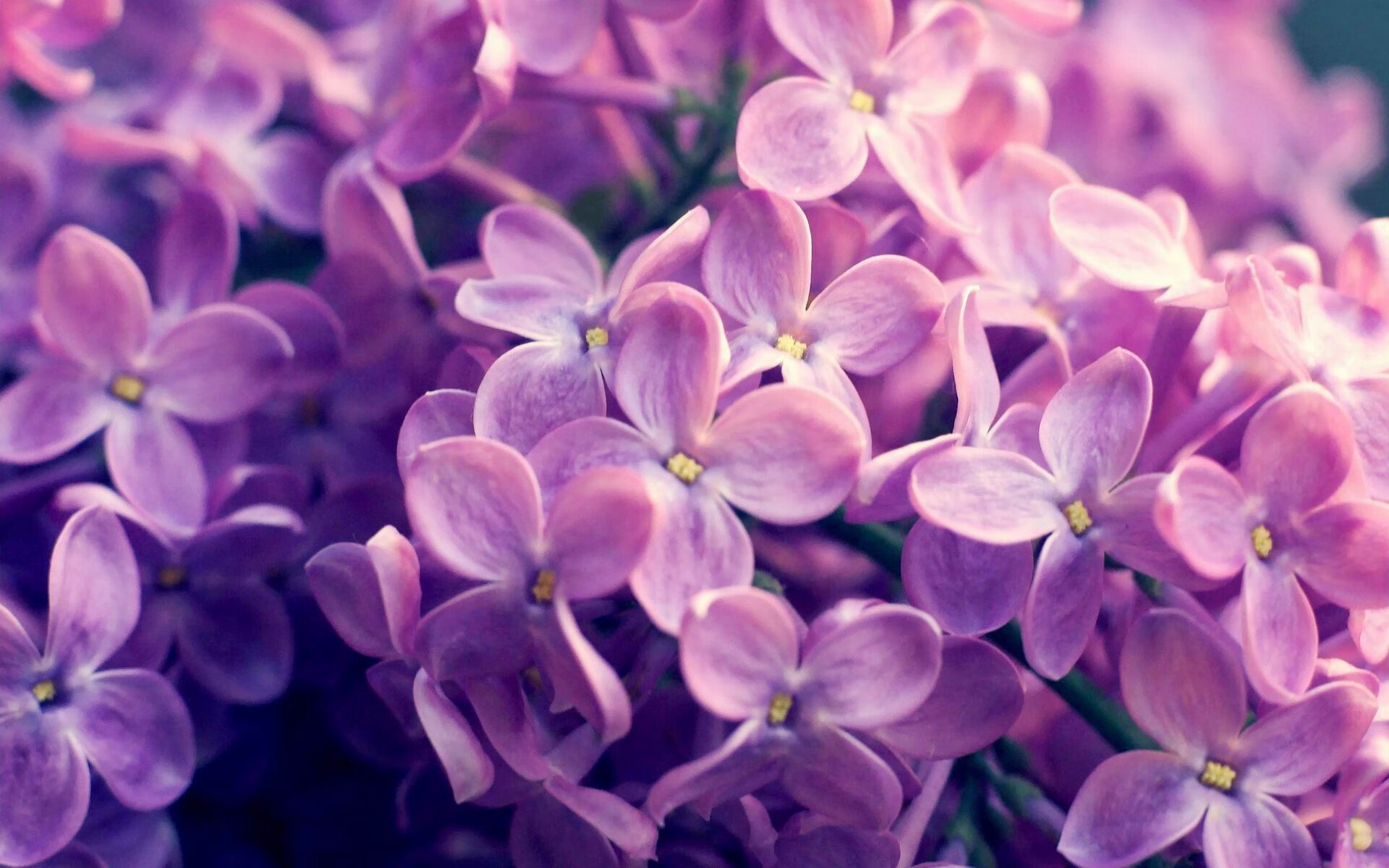 平行时空的绿茵场，当突尼斯压哨击碎红魔欧冠梦