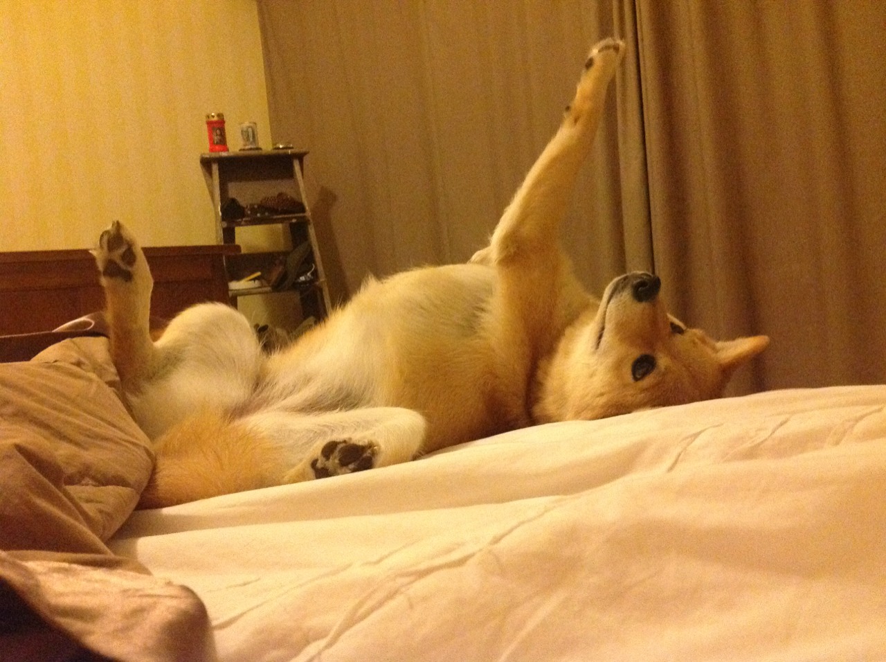 金童耀世与绝地曙光,足球的两极之光