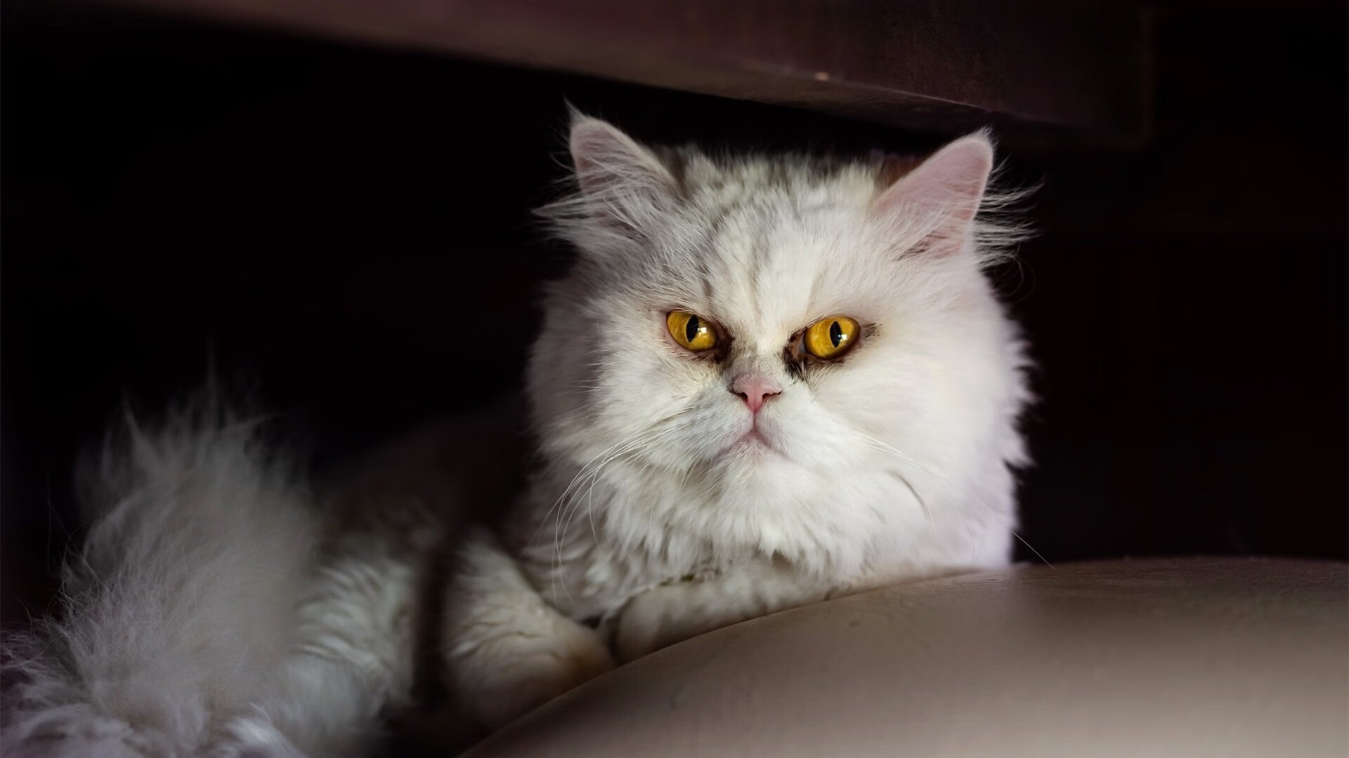 寒夜中的火焰,布鲁诺一锤定音,马竞力克瑞士重燃欧冠野心